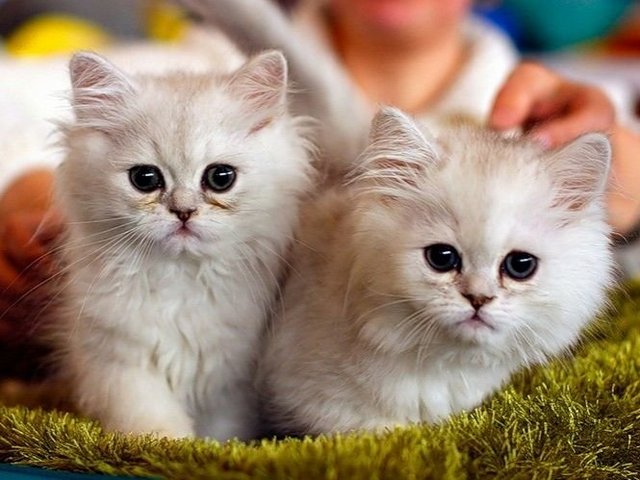 Породы кошек в Югорске | ЗооТом портал о животных