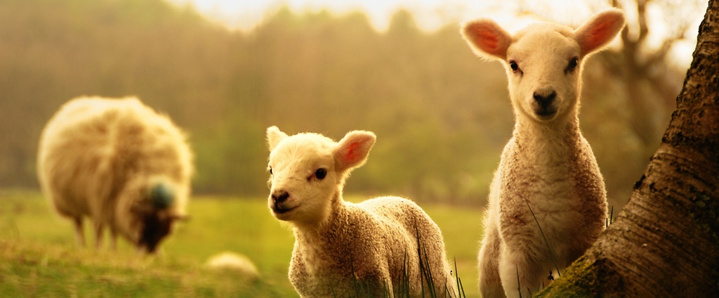 Объявления о сельскохозяйственных животных | ЗооТом - продажа, вязка и услуги для животных в Югорске