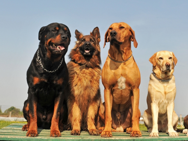 Крупные породы собак в Югорске | ЗооТом портал о животных